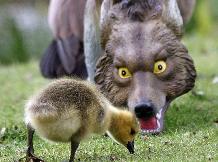 gosling and wolf.jpg