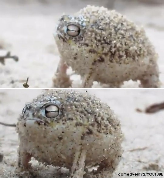 rainfrog 20130218 - 복어개구리, Namaqua Rain Frog (Breviceps namaquensis).jpg