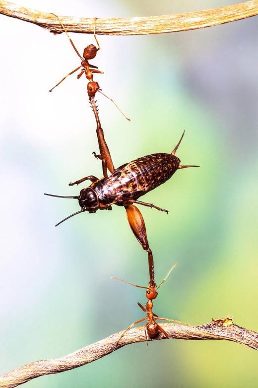 20130218 개미 귀뚜라미 인도네시아.jpg