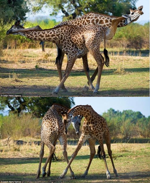20130410 - 로데시아기린(Thorneycroft\'s Giraffe, Giraffa camelopardalis thornicrofti).jpg