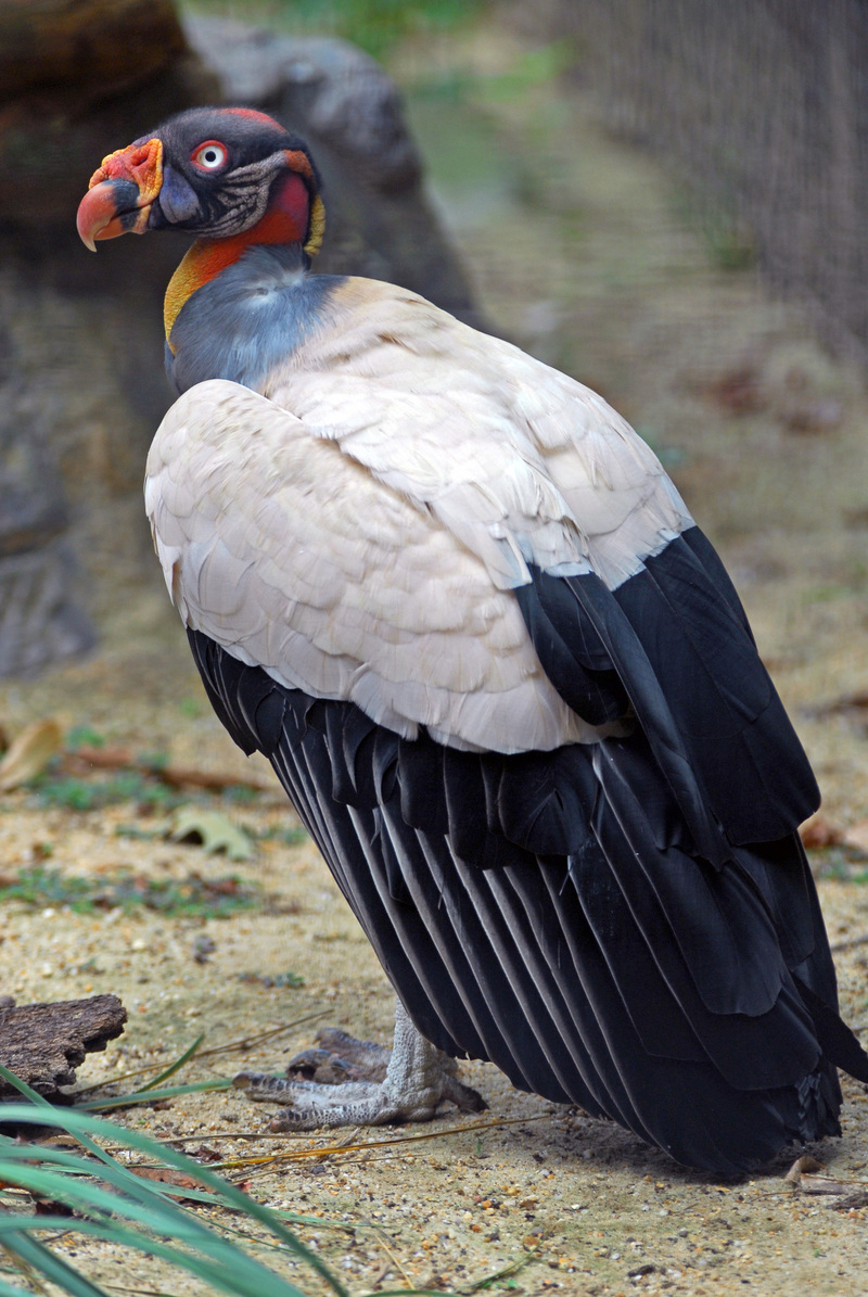 King Vulture (Sarcoramphus papa), 오색머리콘도르, 왕독수리.jpg