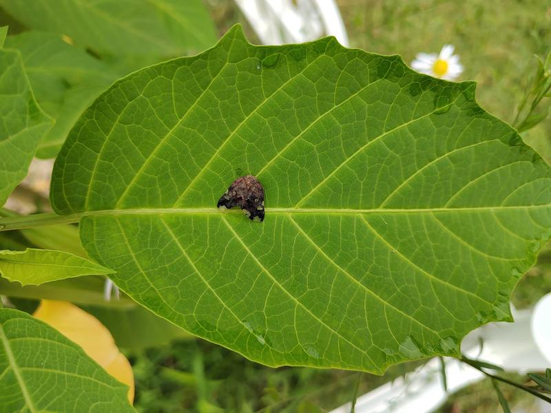 IMG 20230720 080733898-팔점날개매미충-Ricania speculum-black planthopper.jpg