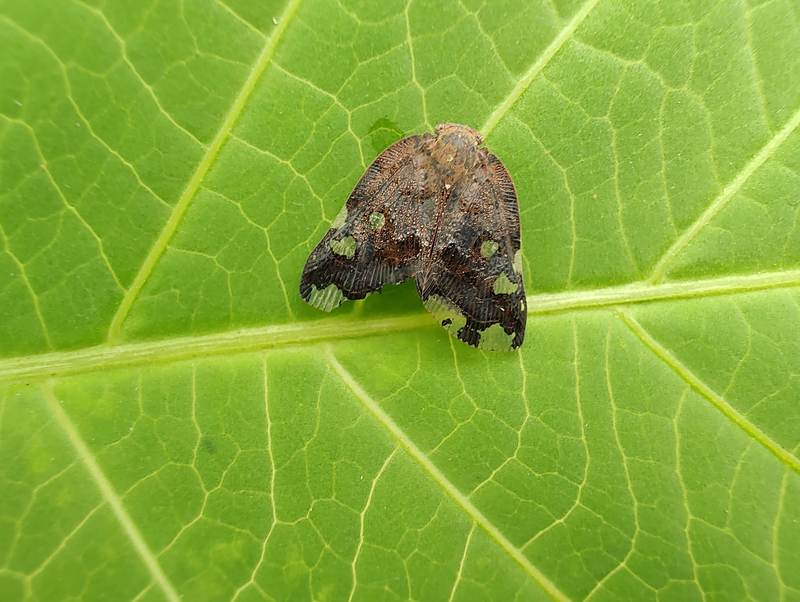 IMG 20230720 080749616-팔점날개매미충-Ricania speculum-black planthopper.jpg