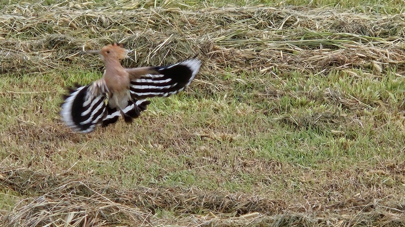 20240827 - 후투티, Eurasian hoopoe (Upupa epops).jpg