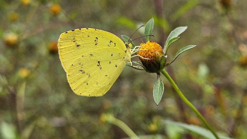 20241015 145842-남방노랑나비(Eurema hecabe).jpg