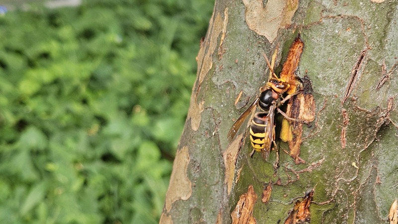20250824 080305 말벌 Vespa crabro flavofasciata.jpg