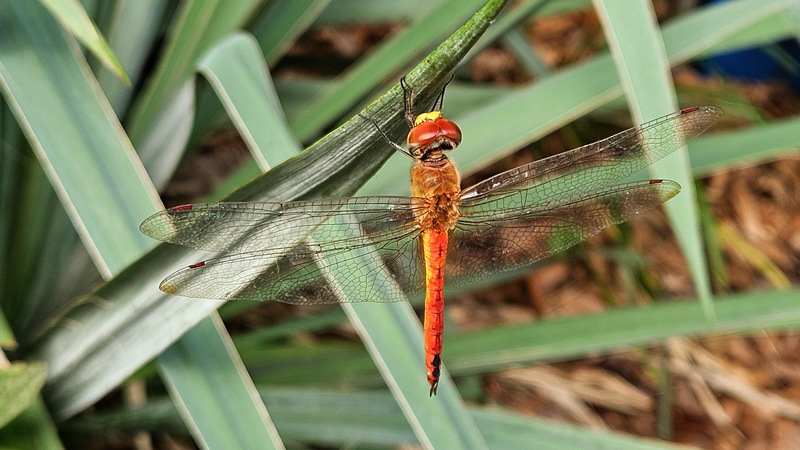 20250825 071834 된장잠자리 Pantala flavescens.jpg