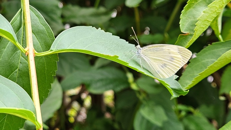 20250827 084320 배추흰나비 Pieris rapae.jpg