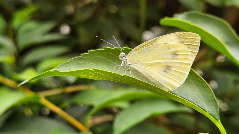 20250827 084339 배추흰나비 Pieris rapae.jpg