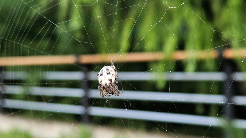 20250831 062528 기생왕거미 Larinioides cornutus.jpg