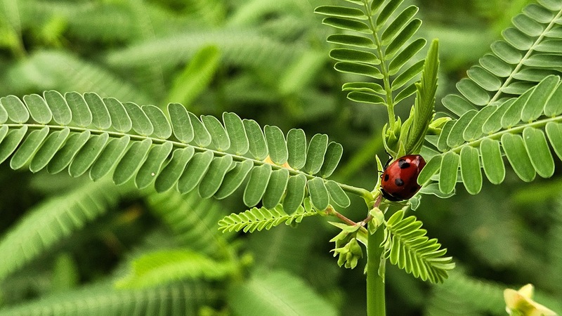 20250902 122114 칠성무당벌레 Coccinella septempunctata.jpg