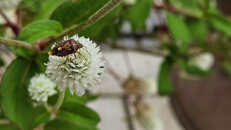 20250902 122826 알락수염노린재 Dolycoris baccarum.jpg
