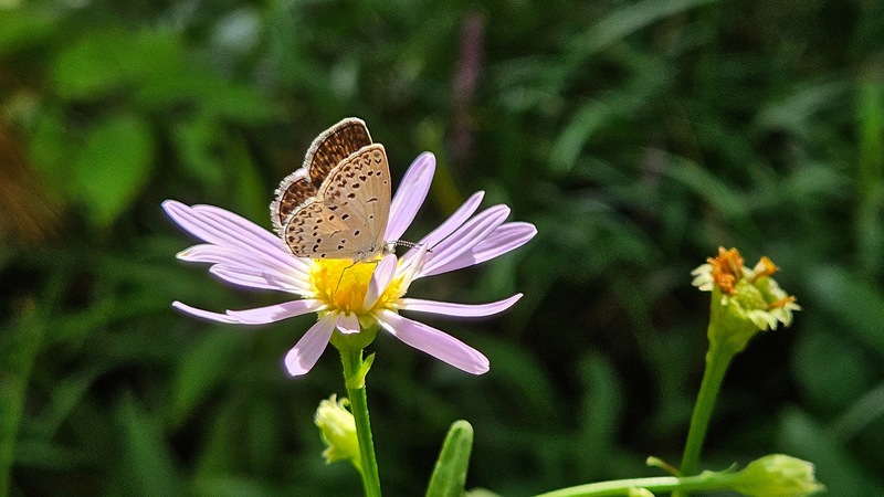 20250902 141734 남방부전나비 (Pseudozizeeria maha).jpg