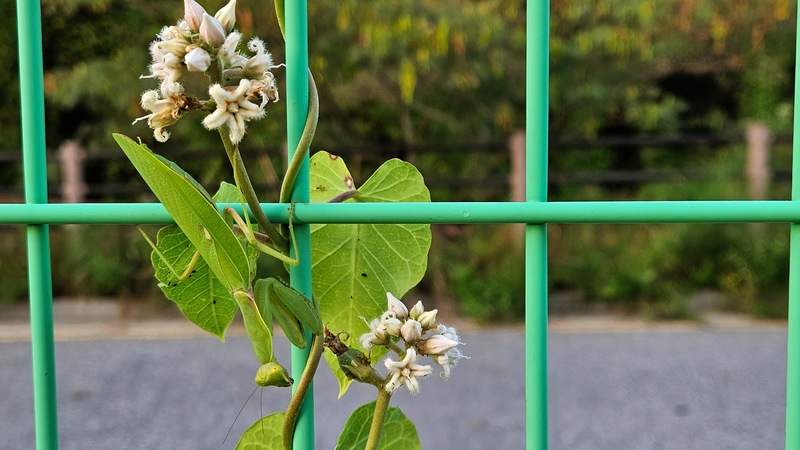 20250902 183835 넓적배사마귀 (Hierodula patellifera).jpg