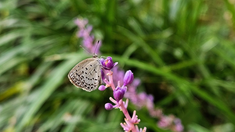 20250903 072157 남방부전나비 (Pseudozizeeria maha).jpg