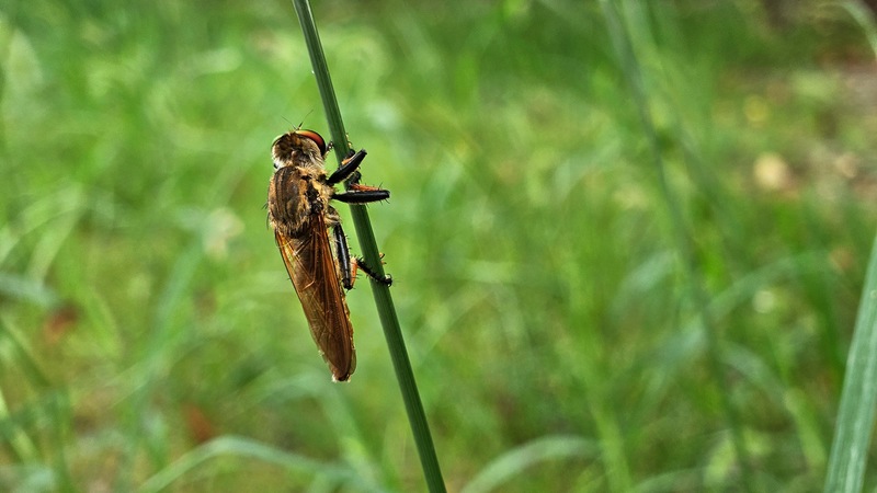 20250819 145745 왕파리매 Cophinopoda chinensis.jpg