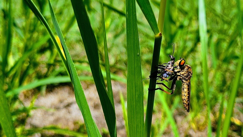 20250820 113136 왕파리매 Cophinopoda chinensis.jpg