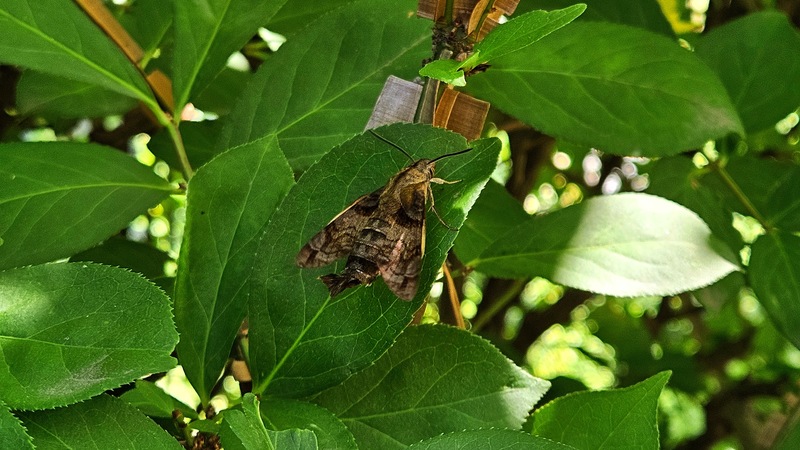 20250903 110930 벌꼬리박각시 Macroglossum pyrrhostictum.jpg