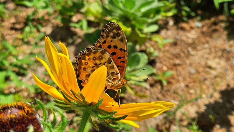 20250903 111128 암끝검은표범나비 Argyreus hyperbius.jpg
