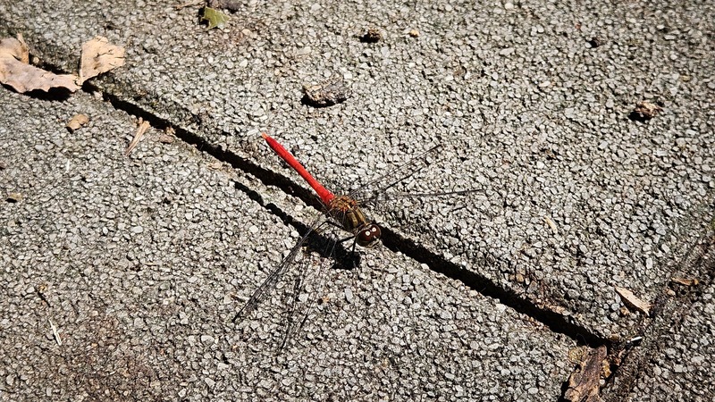 20250903 115615 고추좀잠자리 Sympetrum frequens.jpg