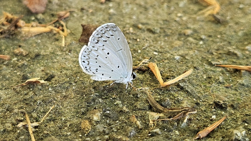 20250903 120219 남방부전나비 (Pseudozizeeria maha).jpg