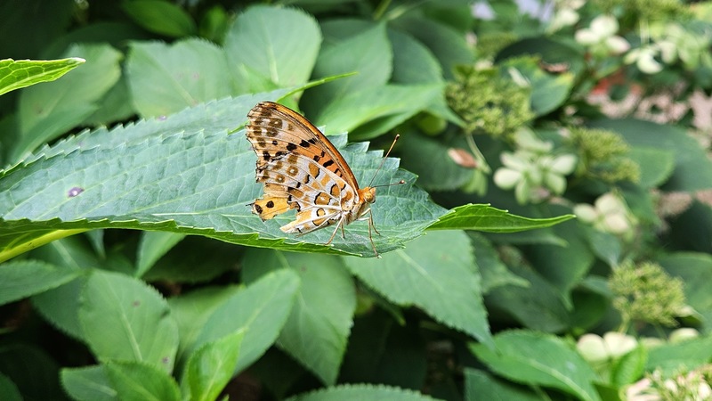 20250903 153117 암끝검은표범나비 Argyreus hyperbius.jpg