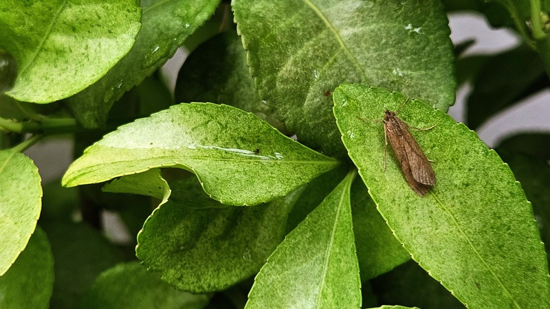 20250904 073442 등심무늬들명나방 Nomophila noctuella.jpg