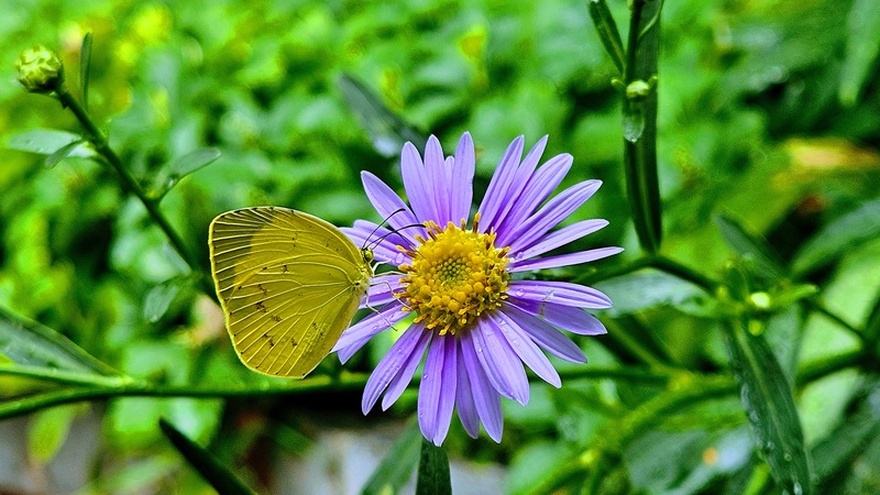 20250904 113759 남방노랑나비 Eurema hecabe.jpg