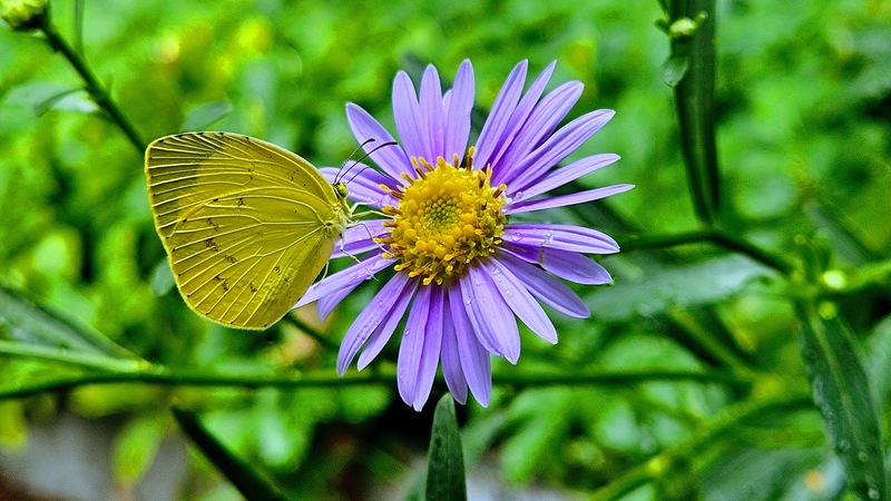 20250904 113805 남방노랑나비 Eurema hecabe.jpg