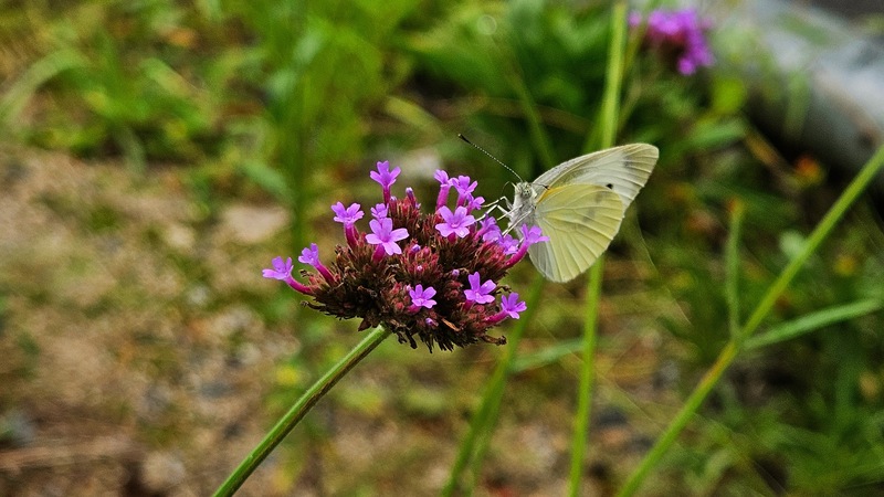 20250904 122732 배추흰나비 Pieris rapae.jpg