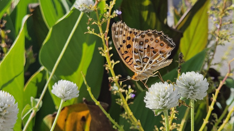20250904 155622 암끝검은표범나비 Argyreus hyperbius.jpg