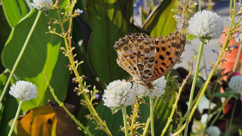 20250904 155628 암끝검은표범나비 Argyreus hyperbius.jpg