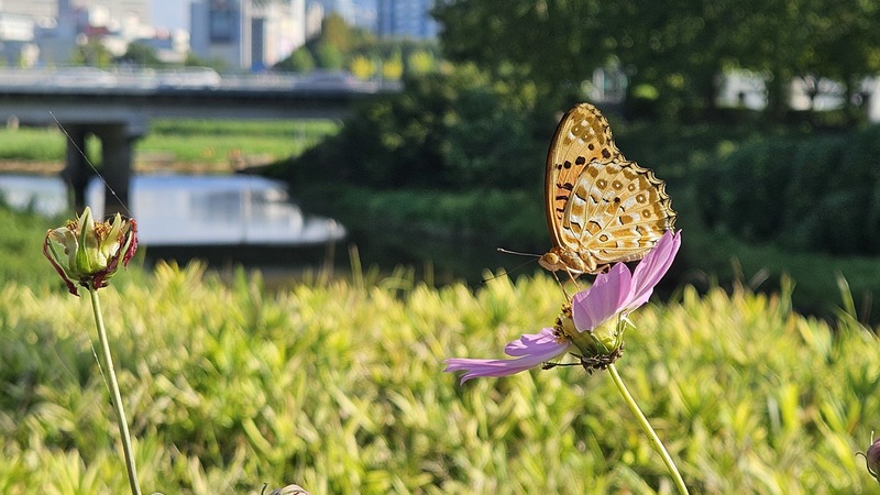 20250904 161350 암끝검은표범나비 Argyreus hyperbius.jpg