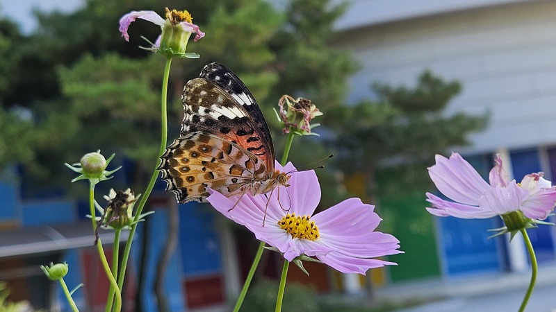 20250904 161618 암끝검은표범나비 Argyreus hyperbius.jpg