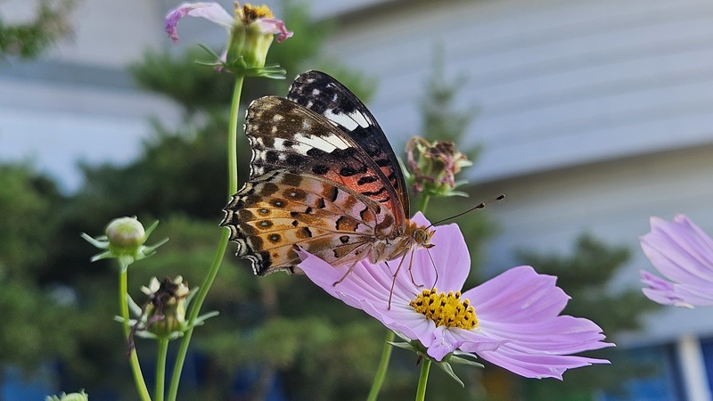 20250904 161625 암끝검은표범나비 Argyreus hyperbius.jpg