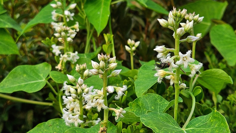 20250905 070620 박주가리 꽃의 구리금파리(Lucilia sericata).jpg