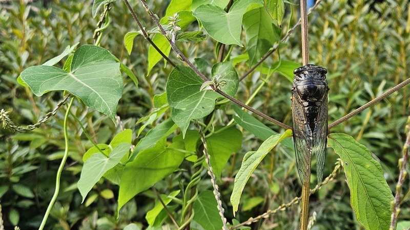 20250905 070722 말매미 Cryptotympana atrata.jpg