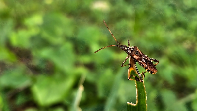 20250905 092708 소나무허리노린재 Leptoglossus occidentalis.jpg