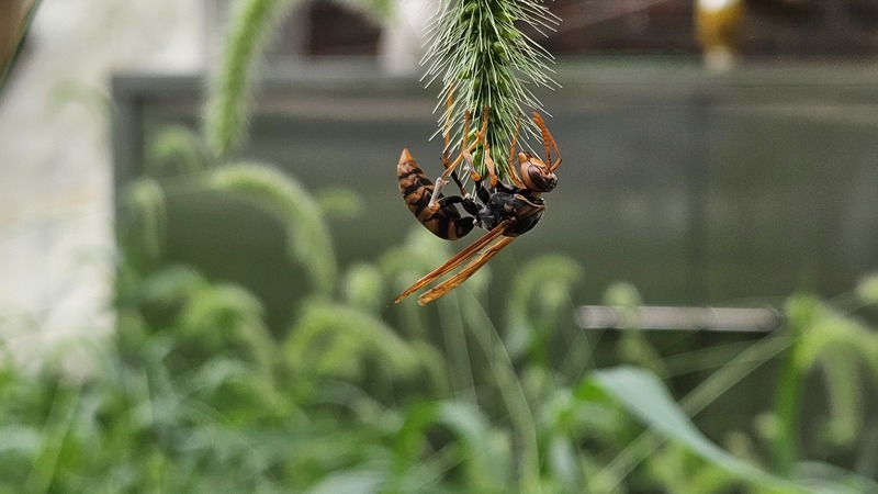 20250905 130222 등검정쌍살벌 Polistes jokahamae.jpg