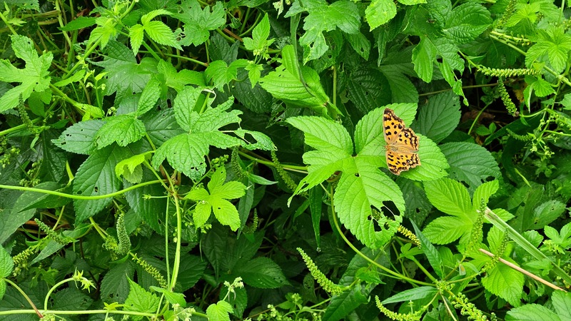 20250907 081546 네발나비 Polygonia c-aureum.jpg