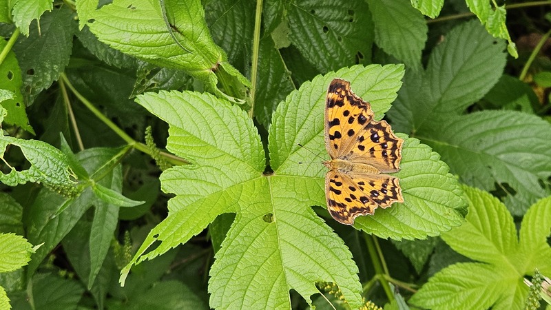 20250907 081553 네발나비 Polygonia c-aureum.jpg