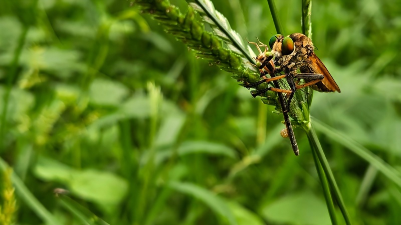 20250907 171557 실잠자리 사냥 왕파리매 Cophinopoda chinensis.jpg