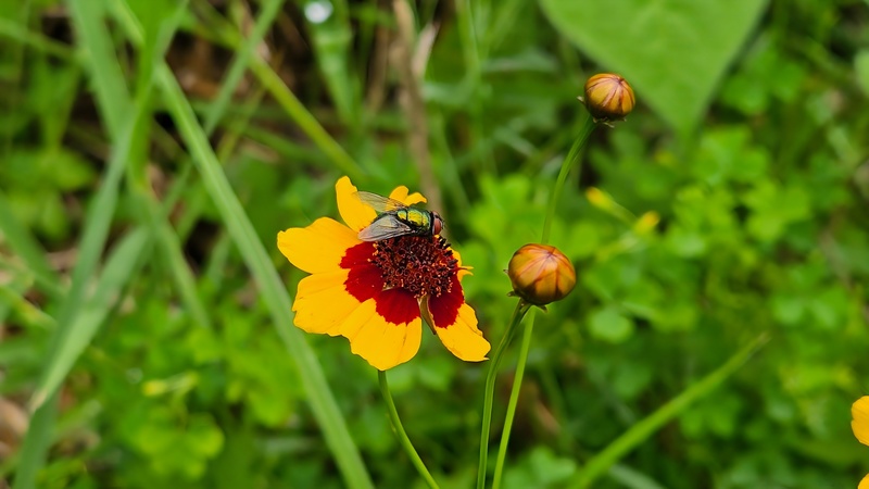 20250907 172952 구리금파리 Lucilia sericata.jpg