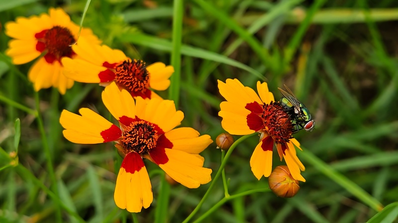20250907 173405 구리금파리 Lucilia sericata.jpg
