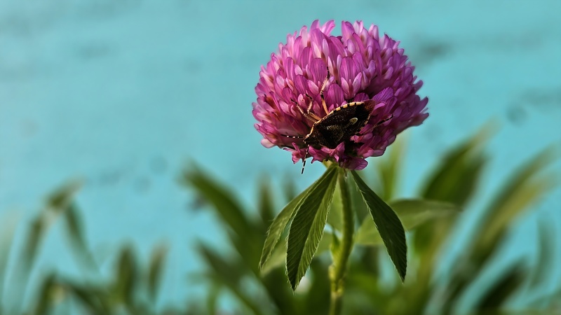 20250814 185918 알락수염노린재 Dolycoris baccarum.jpg