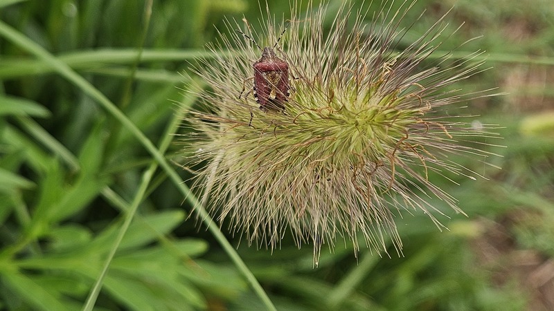 20250908 071712 알락수염노린재 Dolycoris baccarum.jpg