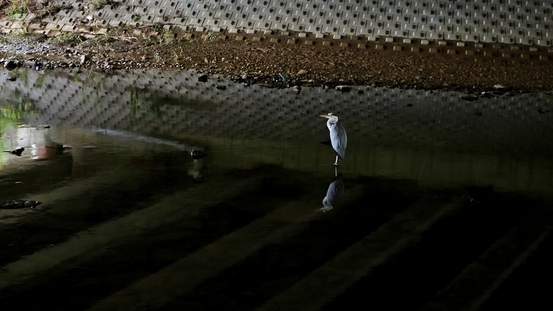 20250910 071504 왜가리 Ardea cinerea.jpg