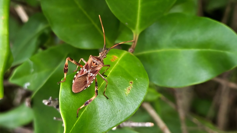 20250912 084848 소나무허리노린재 Leptoglossus occidentalis.jpg