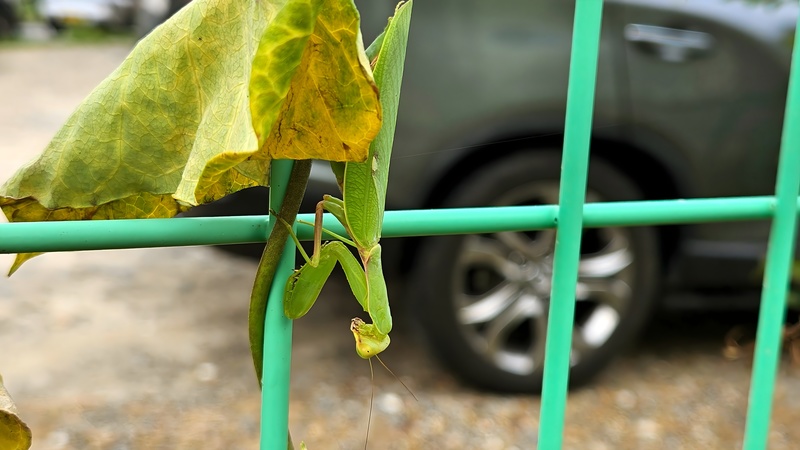 20250914 071607 넓적배사마귀 Hierodula patellifera.jpg