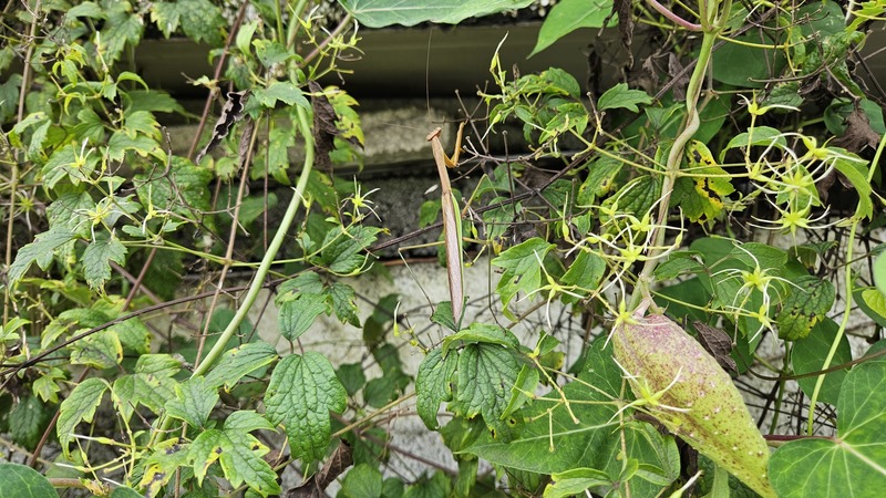 20250914 082101 왕사마귀 Tenodera sinensis.jpg